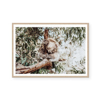 Sleeping Koala | Art Print