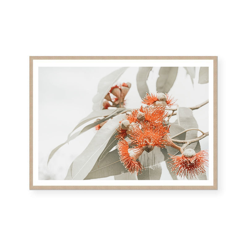 Flowering Gum | Art Print