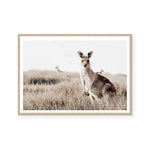 Kangaroo Paws | Art Print