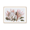 King Protea II | Art Print