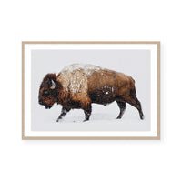 Bison | Art Print