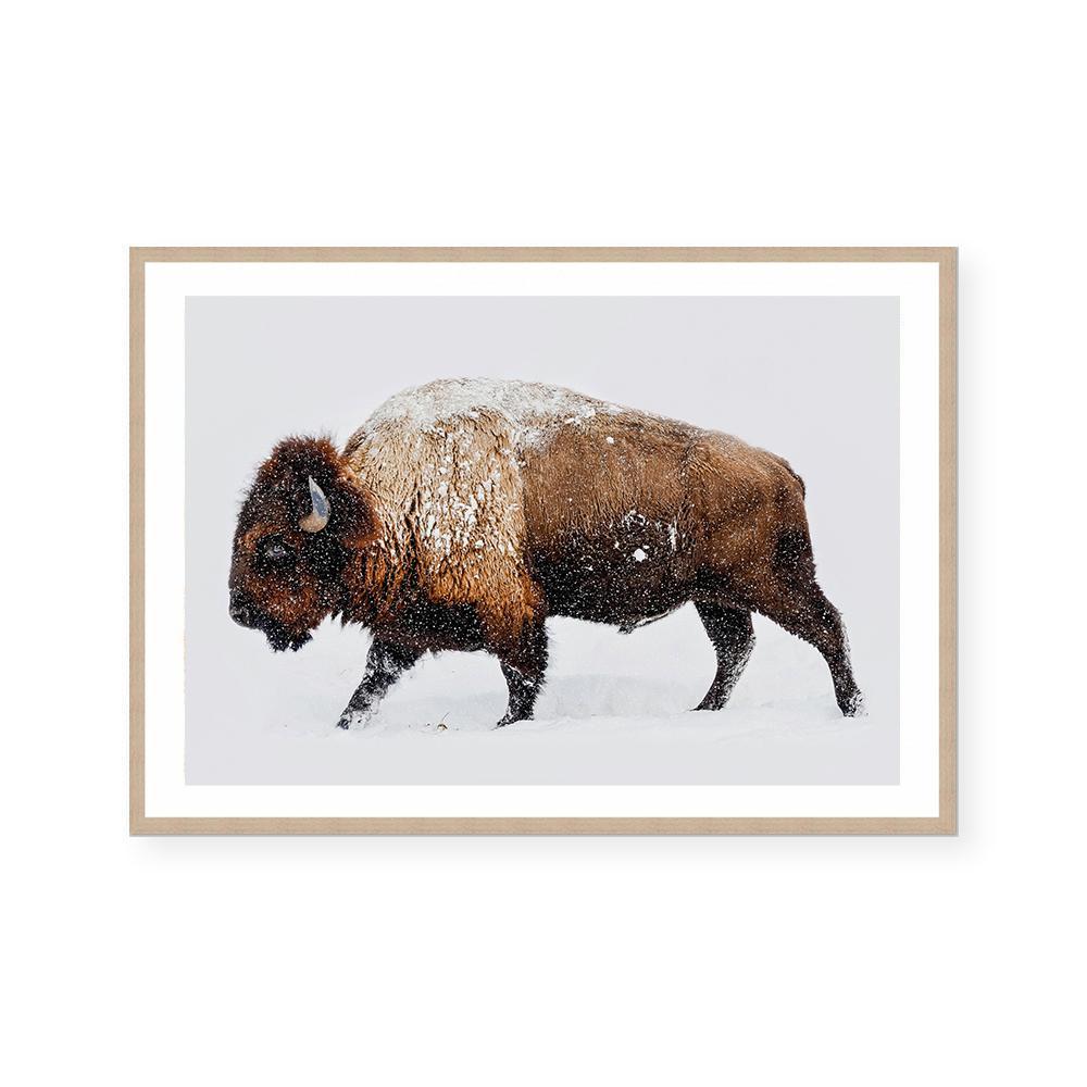 Bison | Art Print