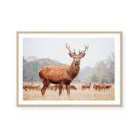 Mountain Stag | Art Print