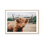 Highlander Cow | Art Print