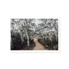 Australian Forest | Art Print