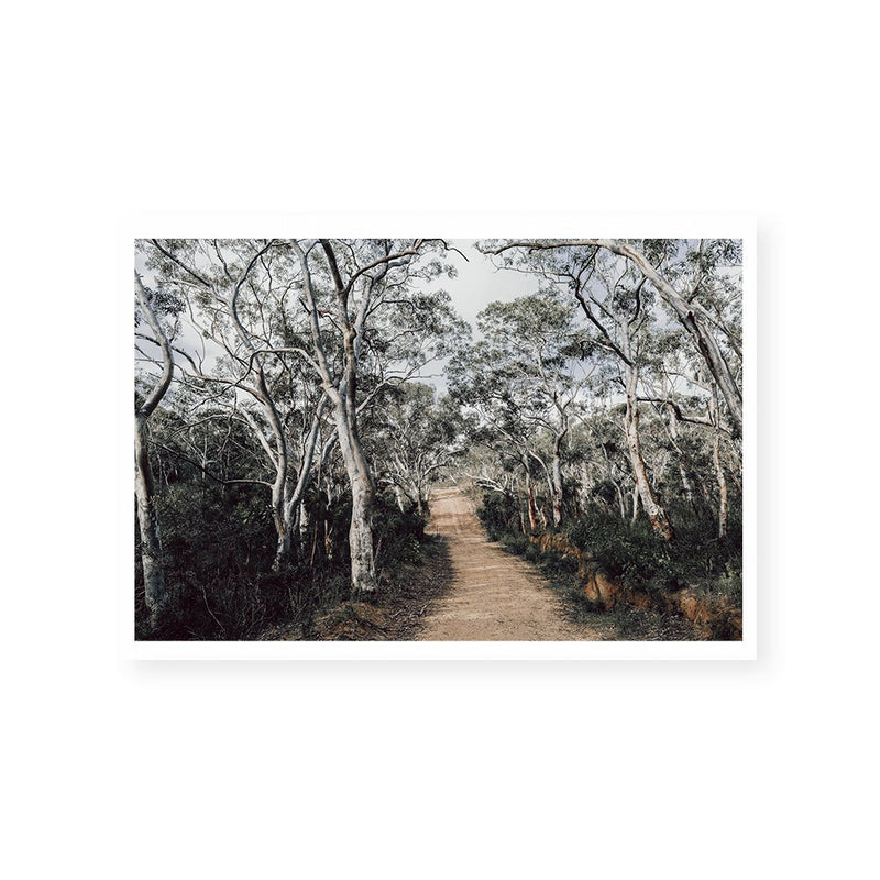 Australian Forest | Art Print