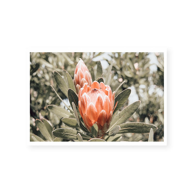 Australian Florals | Art Print