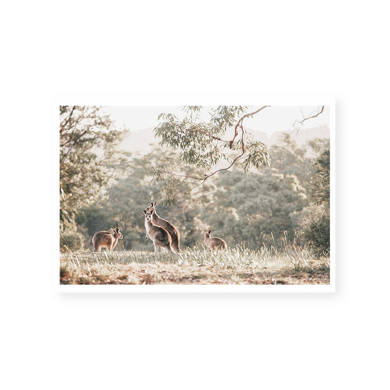 Outback Kangaroos | Art Print