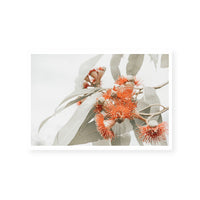 Flowering Gum | Art Print