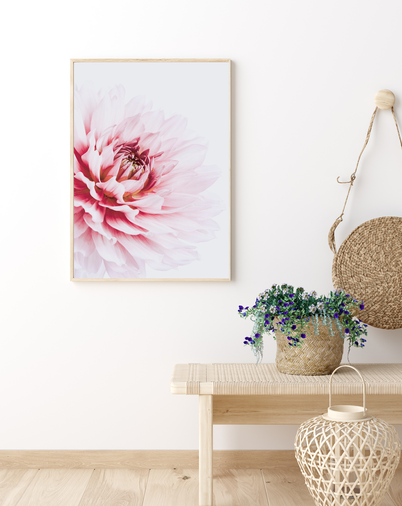 Pink Dahlia | Art Print