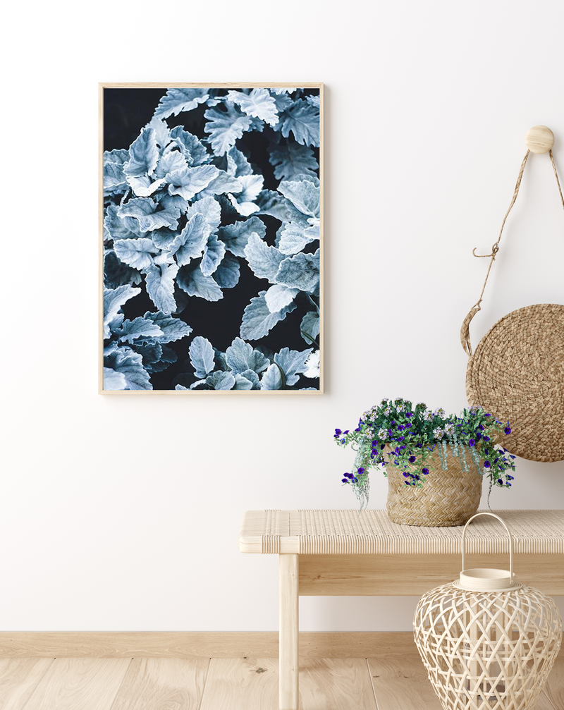 Cineraria | Art Print