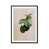 Eucalyptus Branch II | Art Print