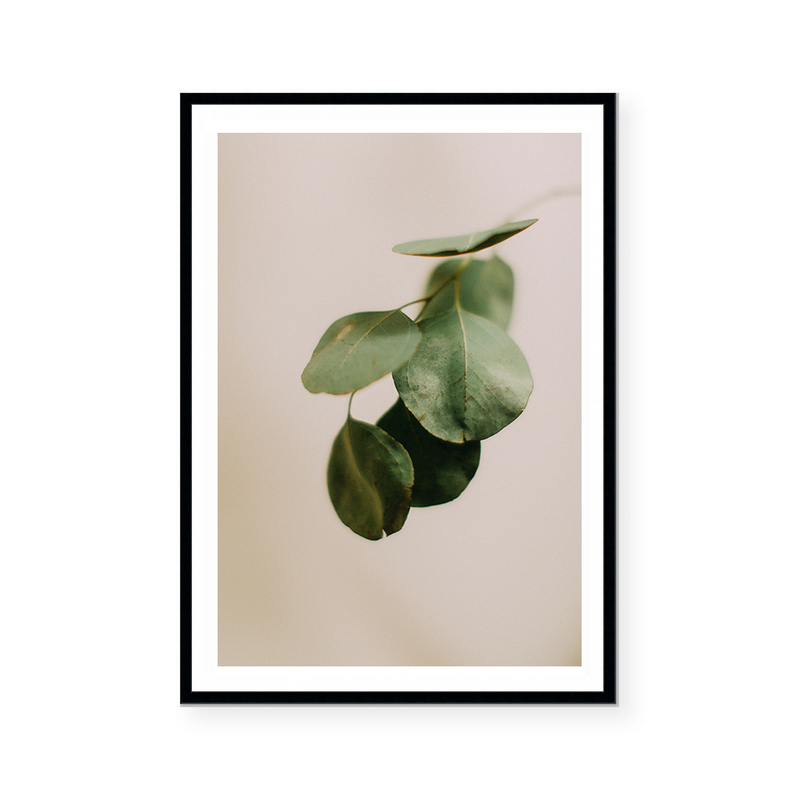 Eucalyptus Branch II | Art Print