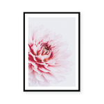 Pink Dahlia | Art Print