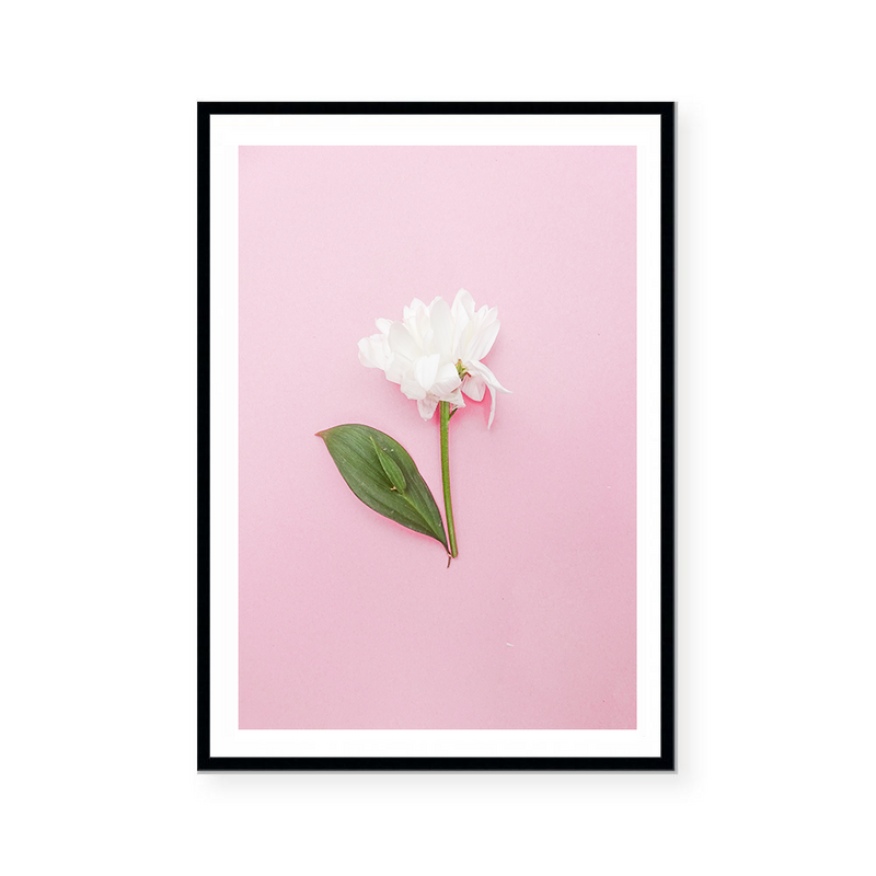 White Rose | Art Print