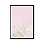 White Gypsophila | Art Print