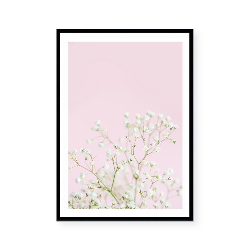 White Gypsophila | Art Print