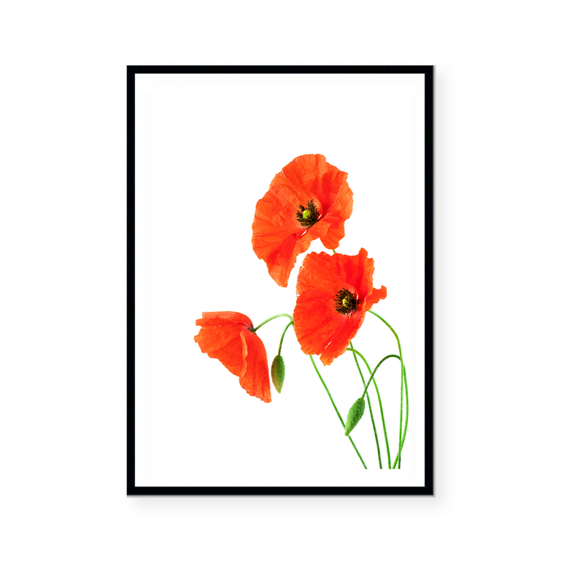 Red Poppies | Art Print