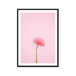 Pink Gerbera | Art Print