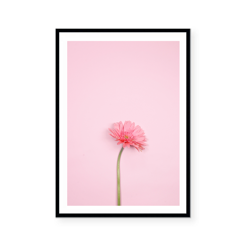 Pink Gerbera | Art Print