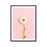 White Chamomile | Art Print