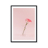 Blooming Carnation | Art Print