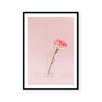 Blooming Carnation | Art Print