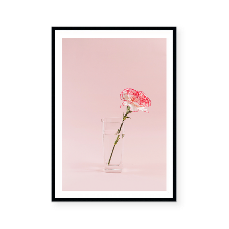 Blooming Carnation | Art Print