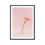 Blooming Carnation | Art Print