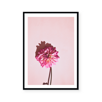 Pink Dahlia | Art Print