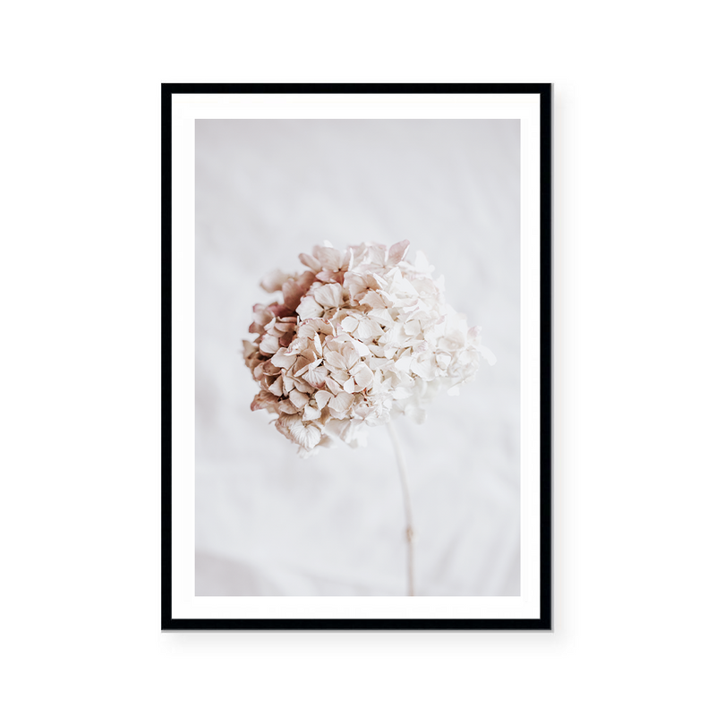 Hydrangea | Art Print