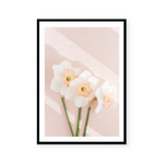 Pink Daffodils III | Art Print