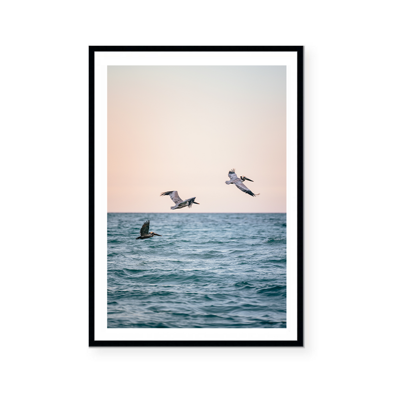 Miami Beach Pelicans | Art Print