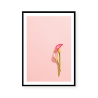 Calla Lily | Art Print