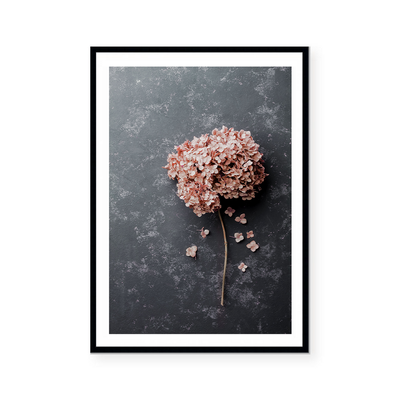 Hydrangea II | Art Print