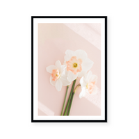 Pink Daffodils II | Art Print