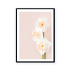 Pink Daffodils I | Art Print