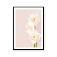 Pink Daffodils I | Art Print