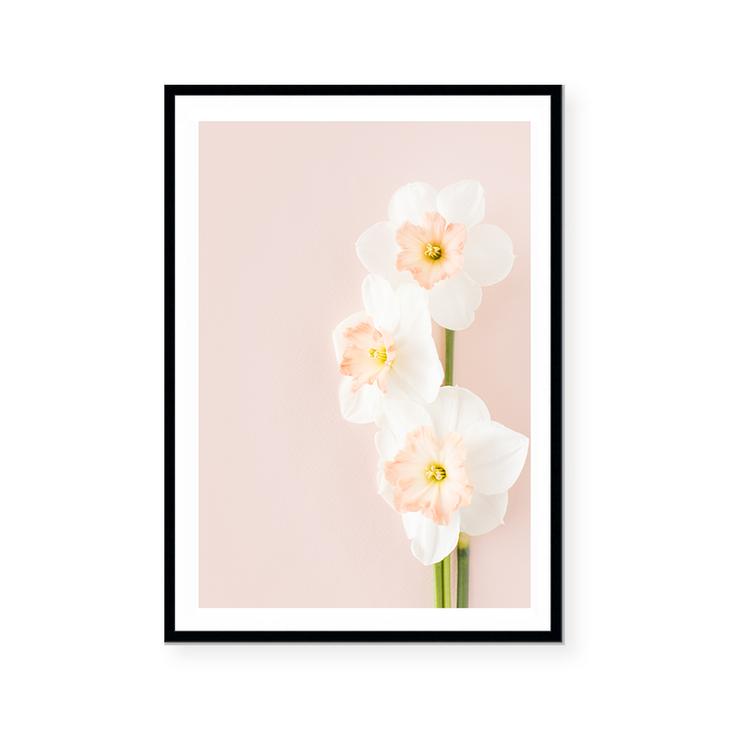 Pink Daffodils I | Art Print