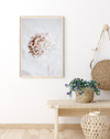 Hydrangea | Art Print