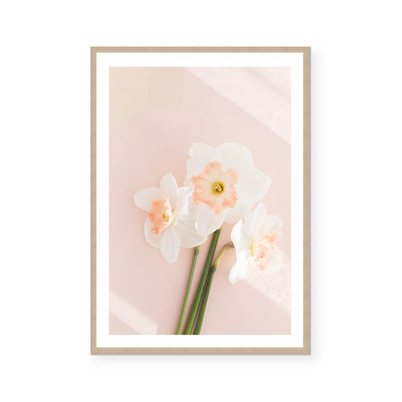 Pink Daffodils II | Art Print