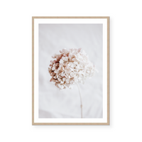 Hydrangea | Art Print