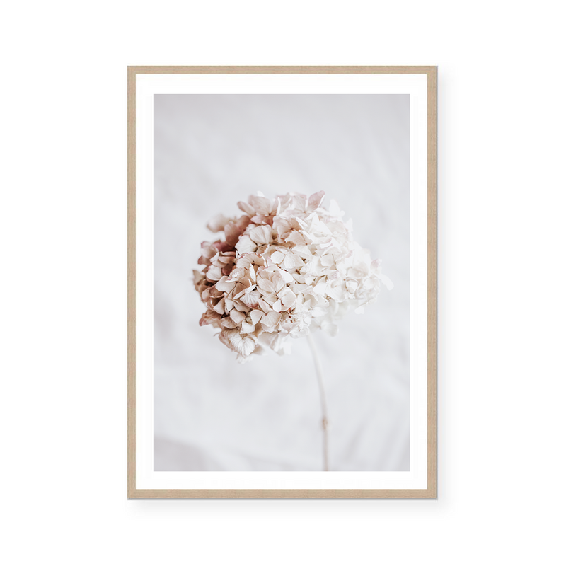 Hydrangea | Art Print