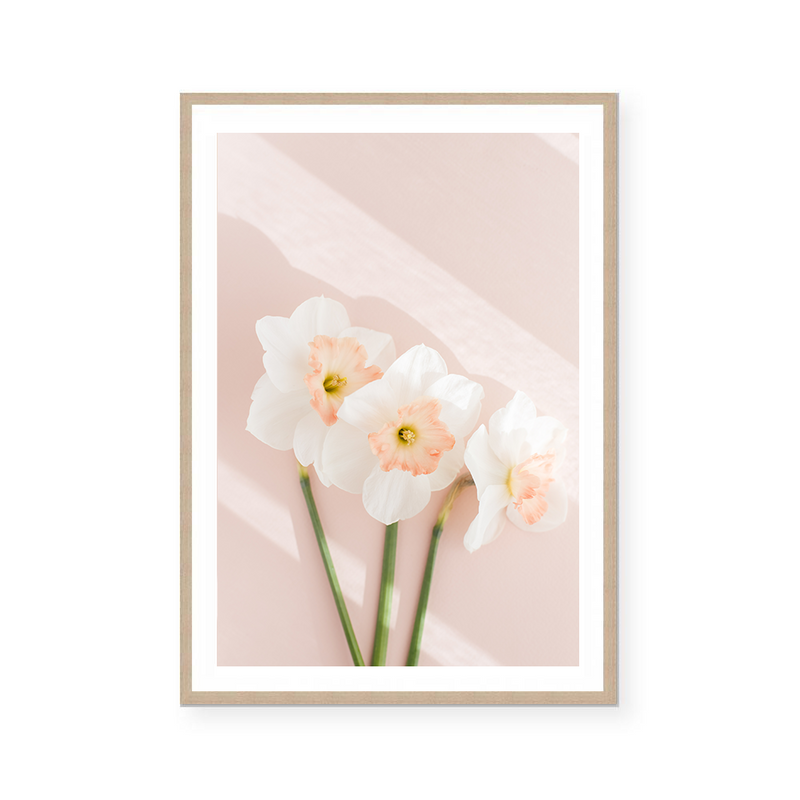 Pink Daffodils III | Art Print