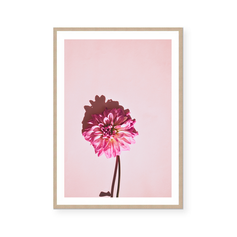 Pink Dahlia | Art Print