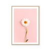 White Chamomile | Art Print