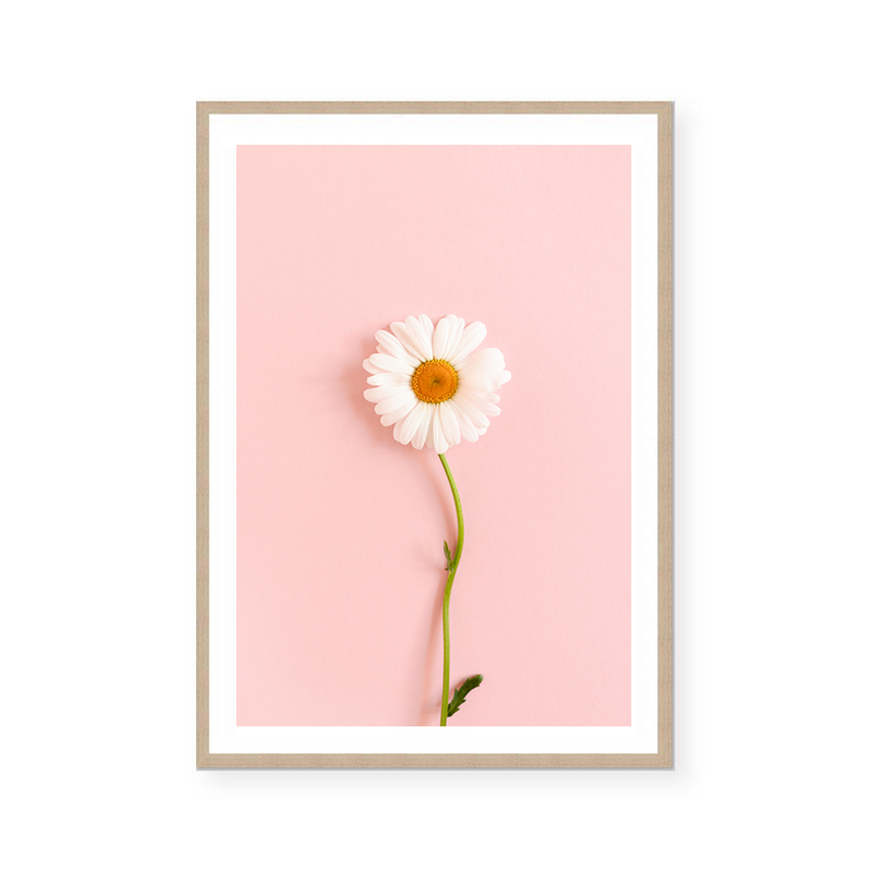 White Chamomile | Art Print