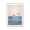 Miami Beach Pelicans | Art Print