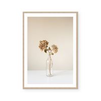 Dried Hydrangeas | Art Print