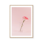 Blooming Carnation | Art Print